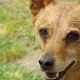 Coconutdog