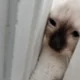maowmaow