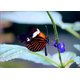 Marion