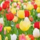 Anonymous