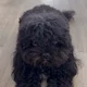 Shanelle