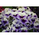 Catherine Campbell profile picture