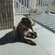 Trudy