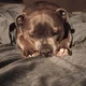 Stella