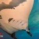 SunshineMantaray