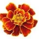 marigold