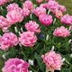 Rosa S.