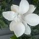 Mawiia