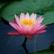 oneness