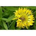 Nicole Noble profile picture