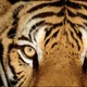 Hexing Tiger