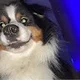 Gizmo C.