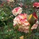 debbie h.