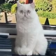 Kati