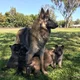 Heroeswit Shepherds