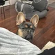 Frenchie Mumma