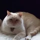 valcat