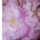 Peony