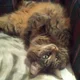 cleothecat