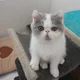 Kati