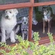 gemma.heeler.7