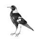 Andrew M