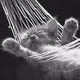 Speedycat