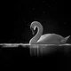 SRB