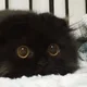 Tyra