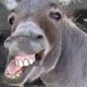 potentialdonkey