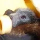 loveflyingfoxes