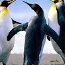 Sheenagh F. profile picture