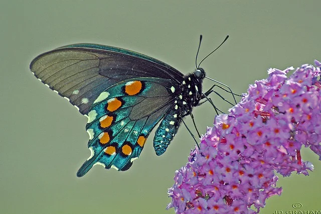 reviewer image