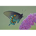 Anita profile picture