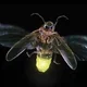 Firefly