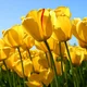 Reshma S.