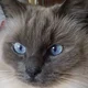 JOSEPHINE