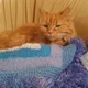 The Real Cat Lady