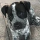 Jack our Pup