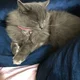 JessCat