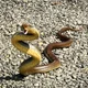 The Taipan