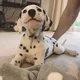 Ellie S.