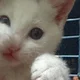 tyecat