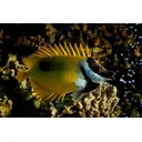 Joseph profile picture