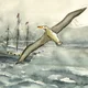 Albatross