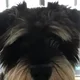 Josie
