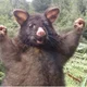 Possum Carlos Buggy