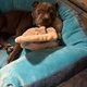 Jaz