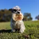 Ian from Sydney