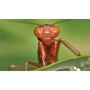 Ford Avatar